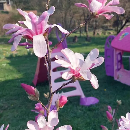 Holiday home Fruskogorska Kuca - Andrevlje Lounge, Naselje Testera *