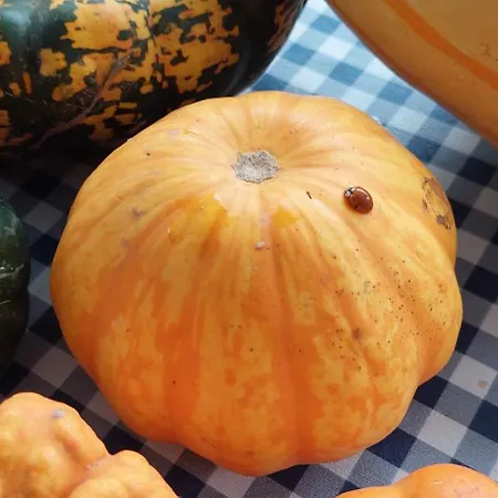 Fruskogorska Kuca - Andrevlje Lounge, Naselje Testera * Cerevic