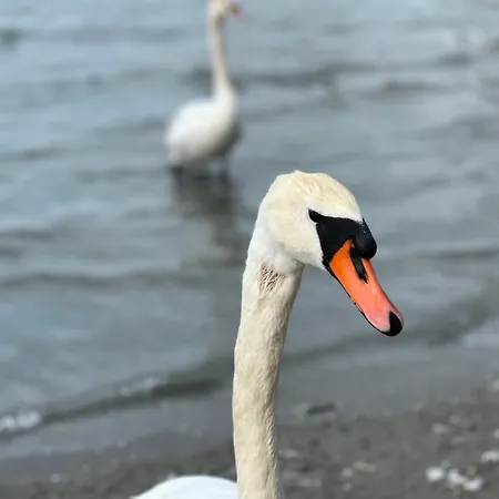 Fruskogorska Kuca - Andrevlje Lounge, Naselje Testera *